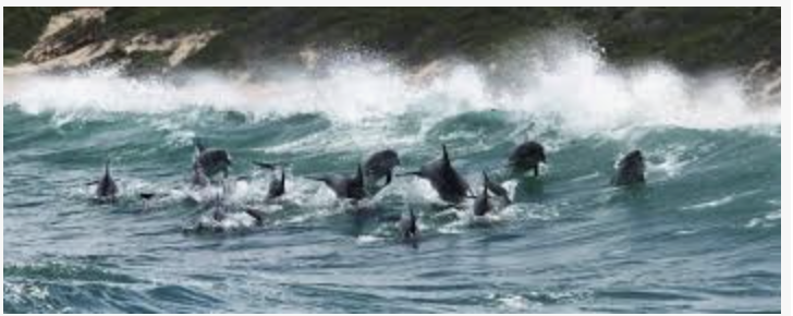 Dolphins